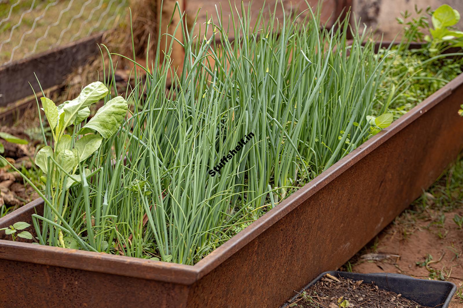 When to Plant Chives – Harvest to Table