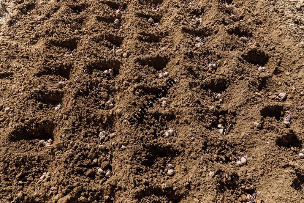 When to Plant Potatoes Harvest to Table