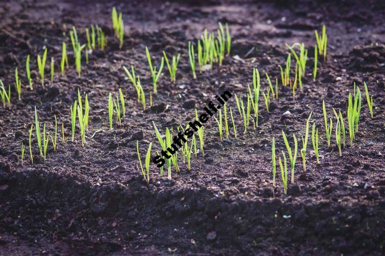 When to Plant Garlic Harvest to Table