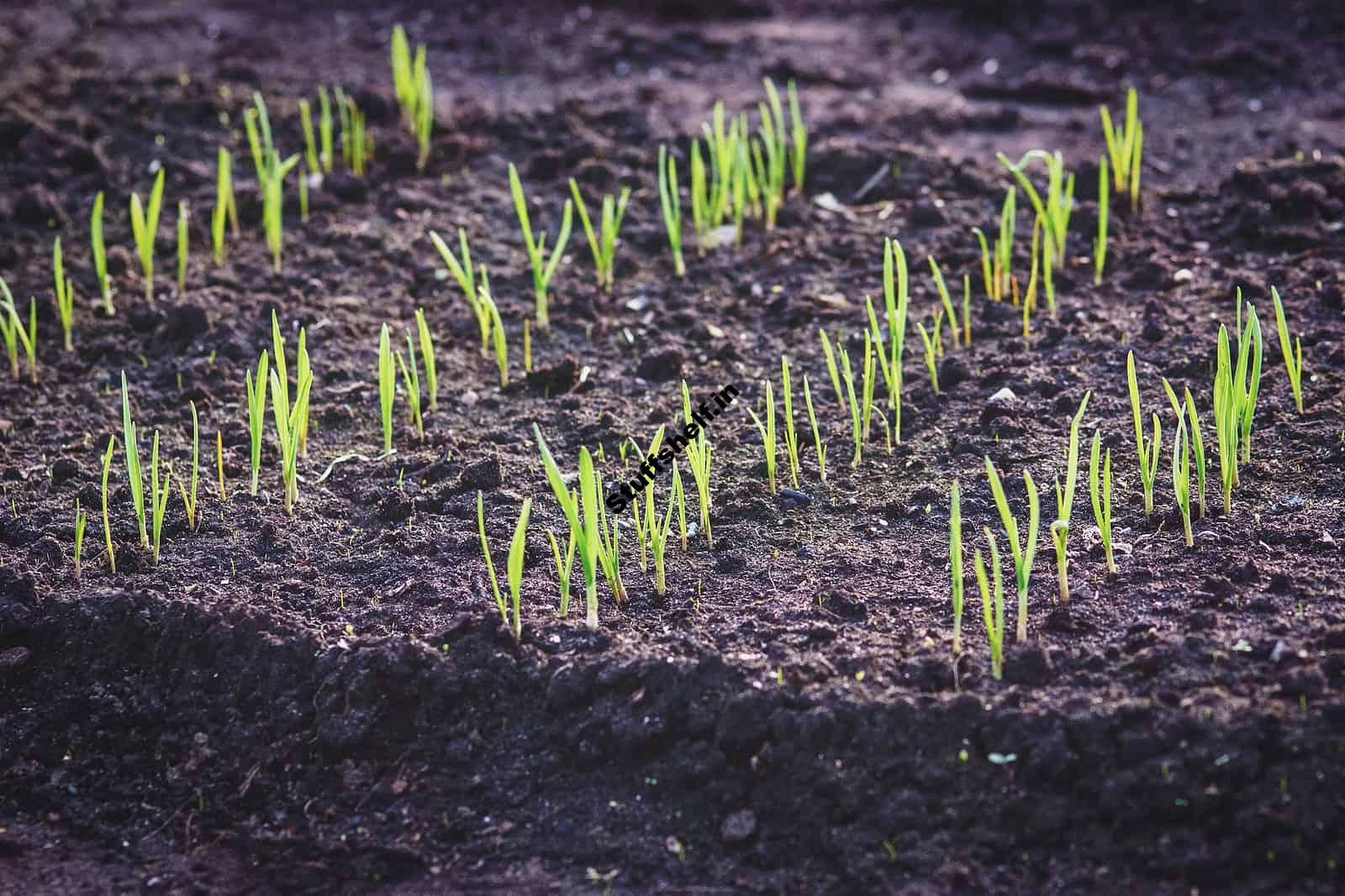 When to Plant Garlic – Harvest to Table