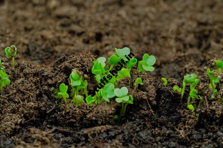 When to Plant Arugula Harvest to Table