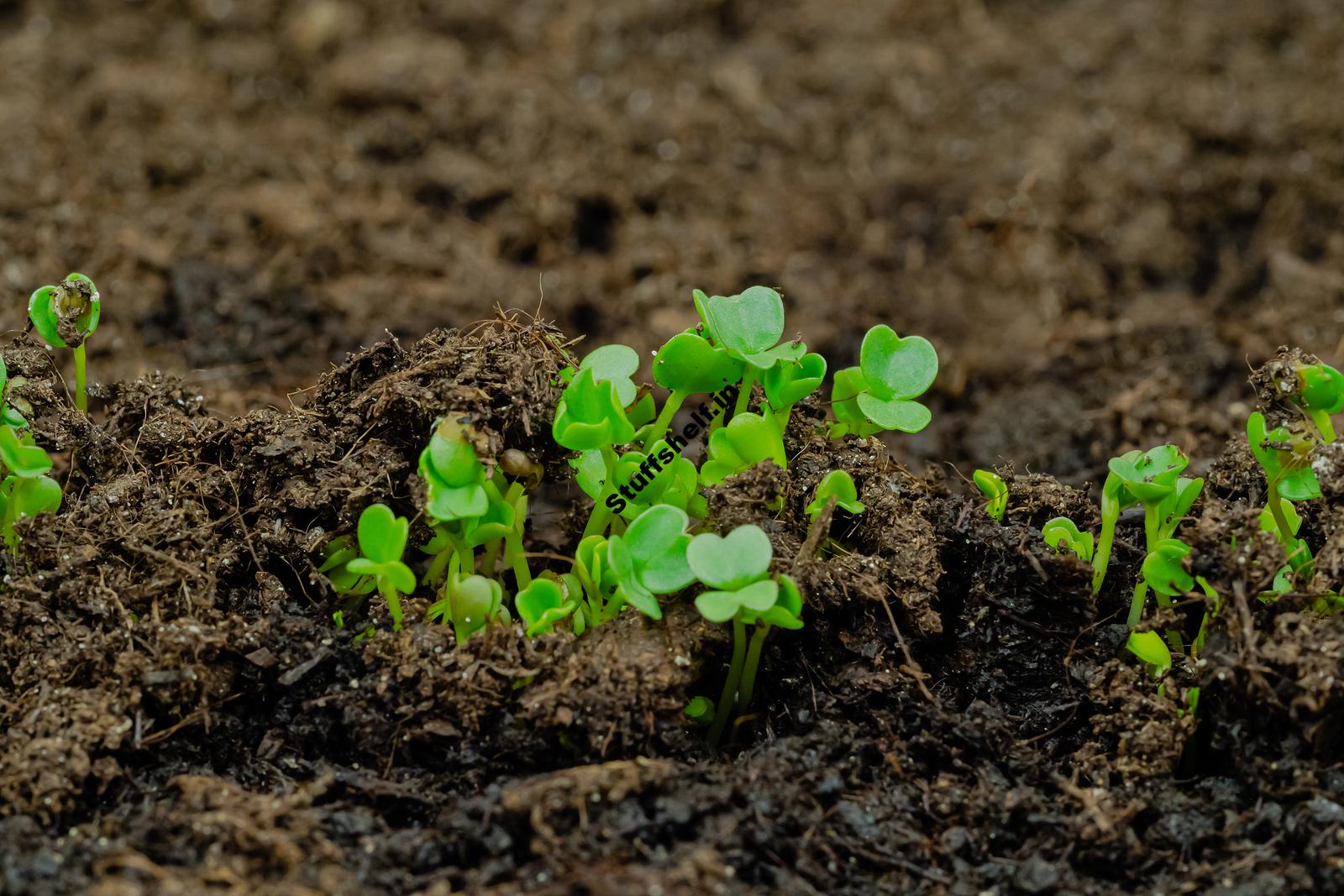 When to Plant Arugula – Harvest to Table