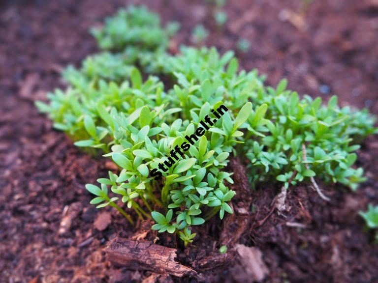 When to Plant Garden Cress