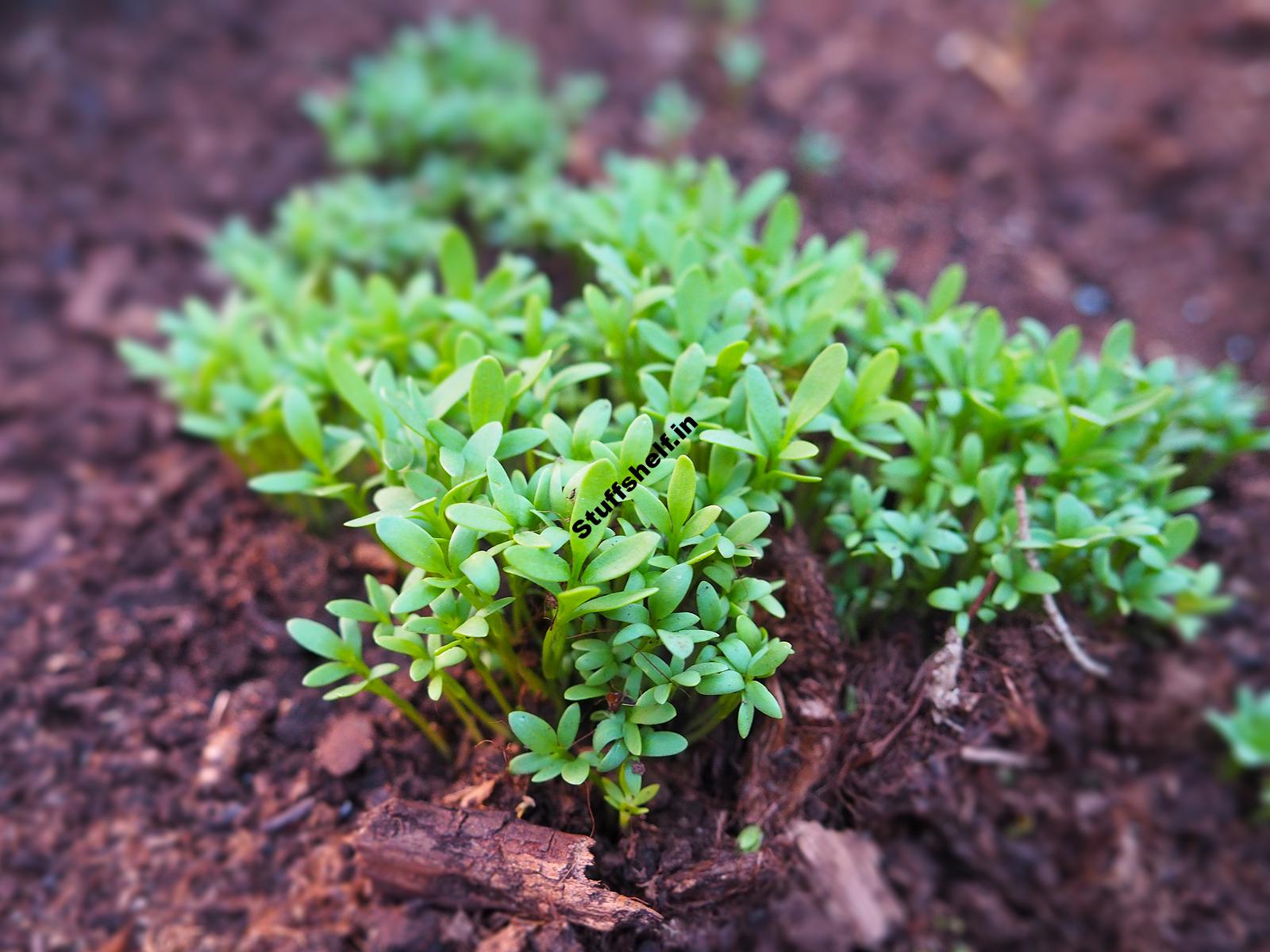 When to Plant Garden Cress