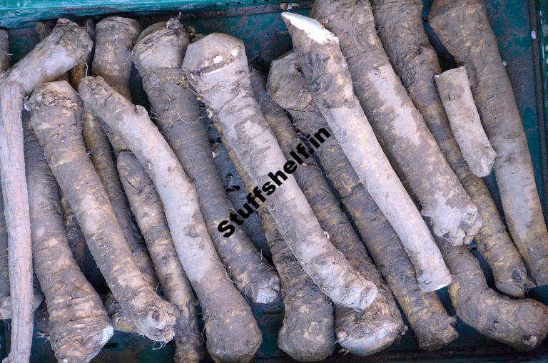 When to Plant Salsify and Scorzonera