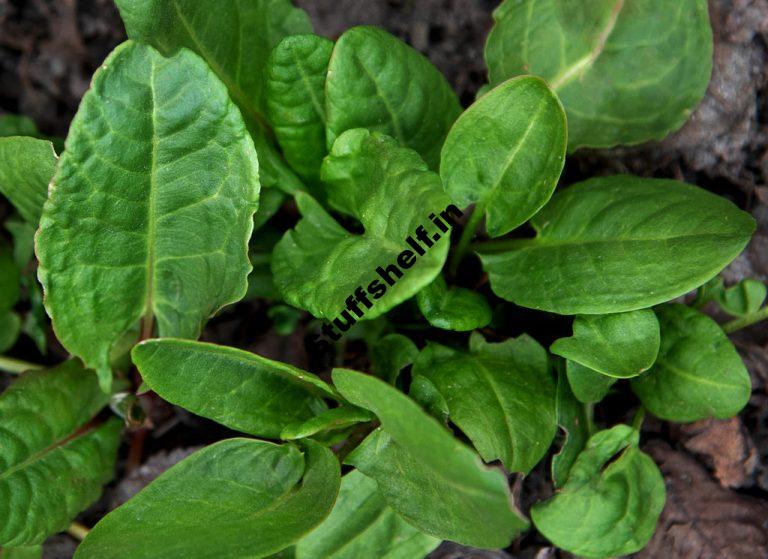 When to Plant Sorrel Harvest to Table