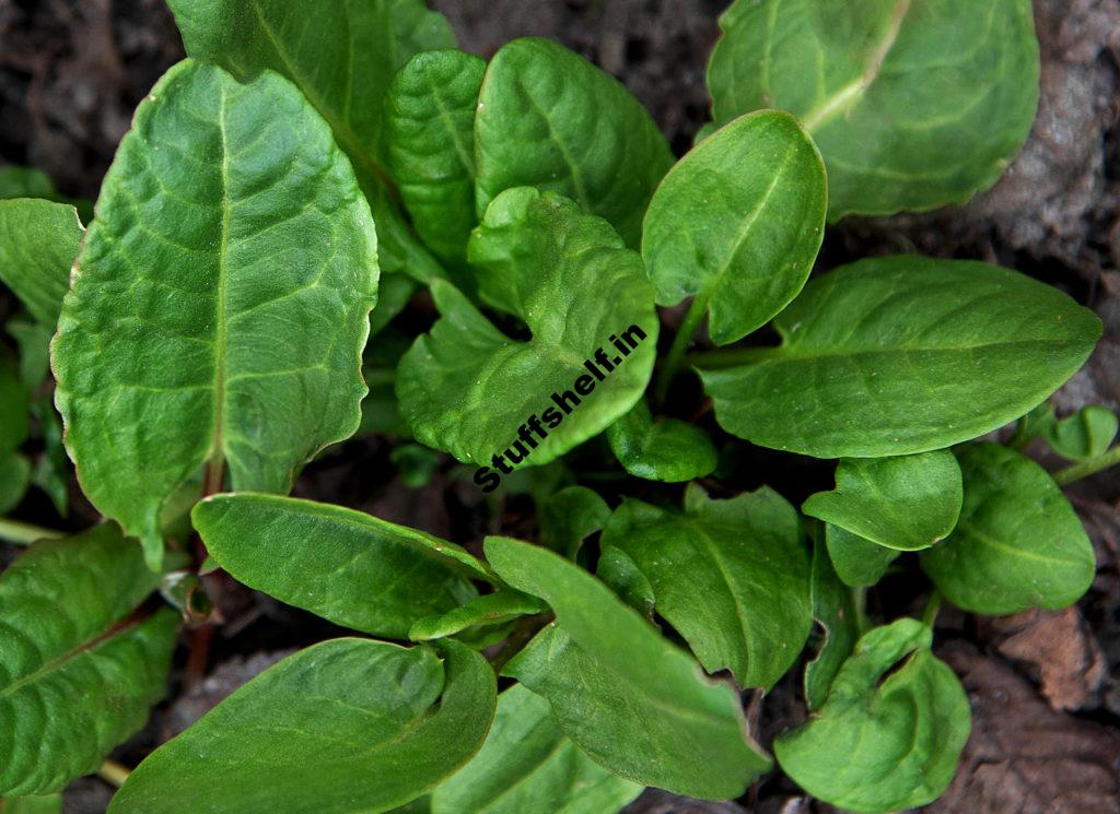 When to Plant Sorrel – Harvest to Table