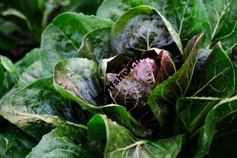 When to Plant Radicchio Harvest to Table