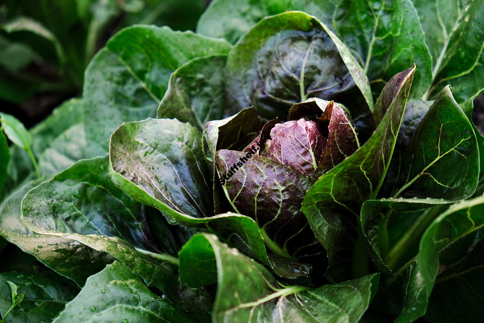 When to Plant Radicchio Harvest to Table