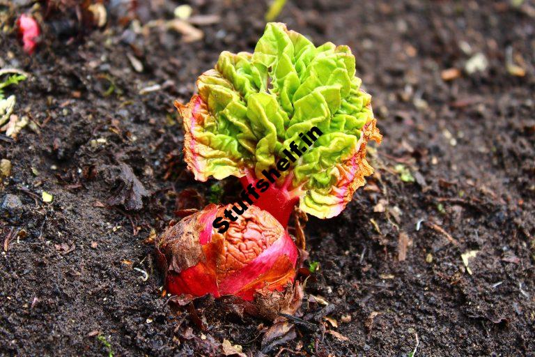 When to Plant Rhubarb Harvest to Table