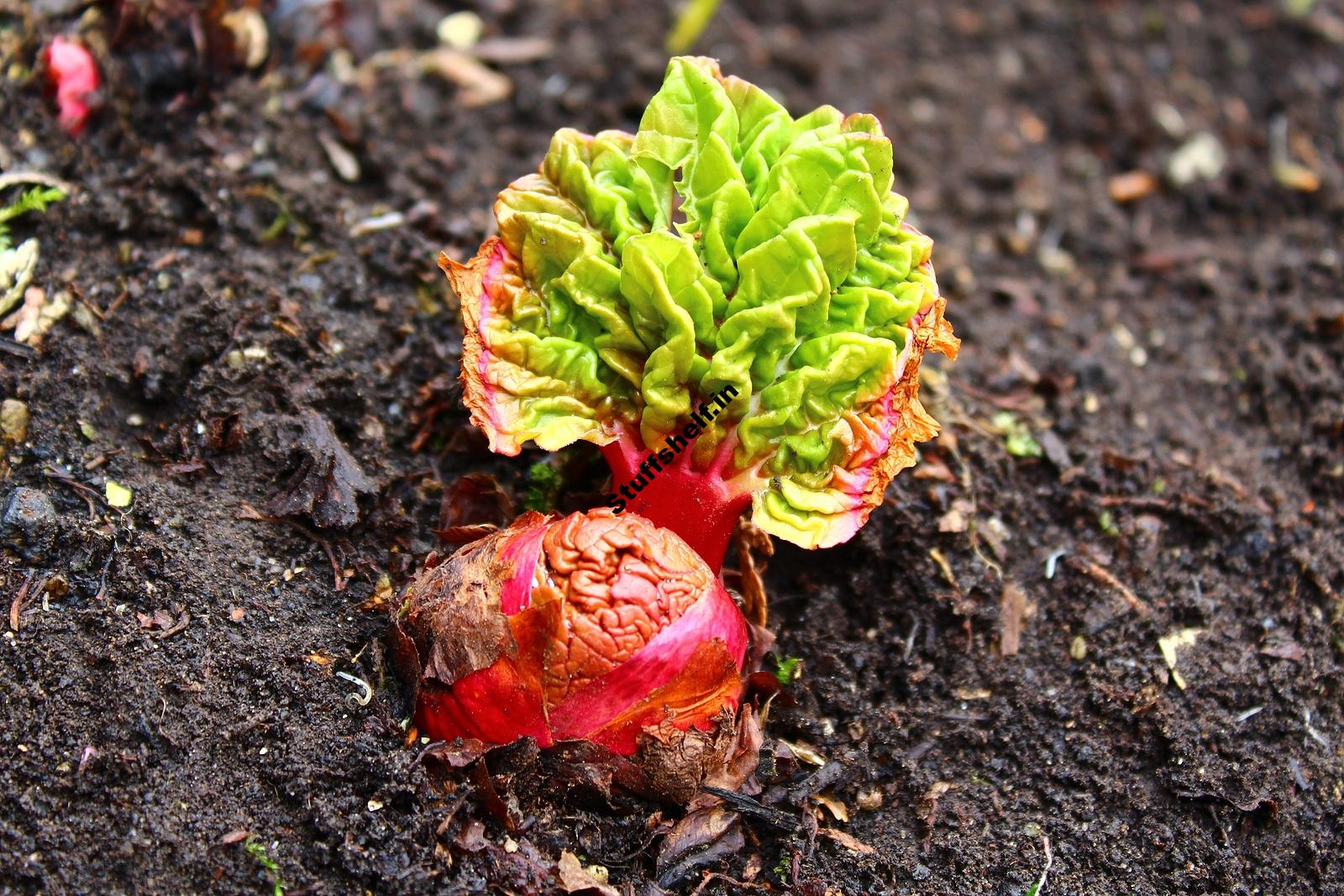 When to Plant Rhubarb – Harvest to Table