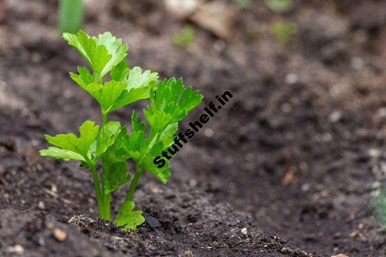 When to Plant Celeriac Harvest to Table