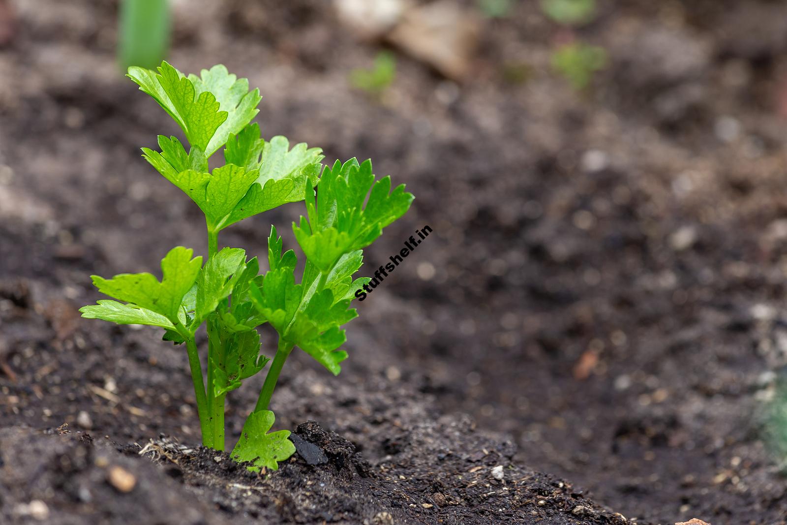 When to Plant Celeriac – Harvest to Table