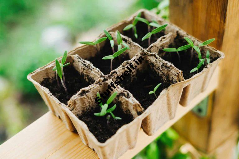 When to Plant Tomatoes Harvest to Table