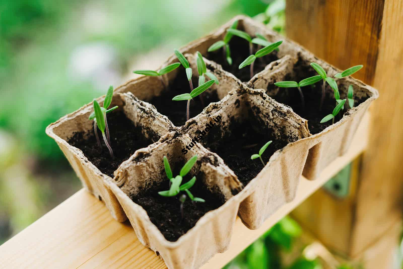 When to Plant Tomatoes – Harvest to Table