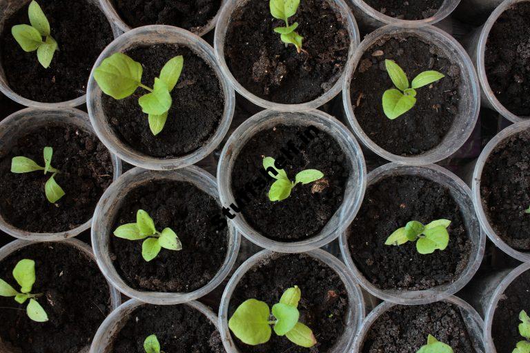 When to Plant Eggplant Harvest to Table