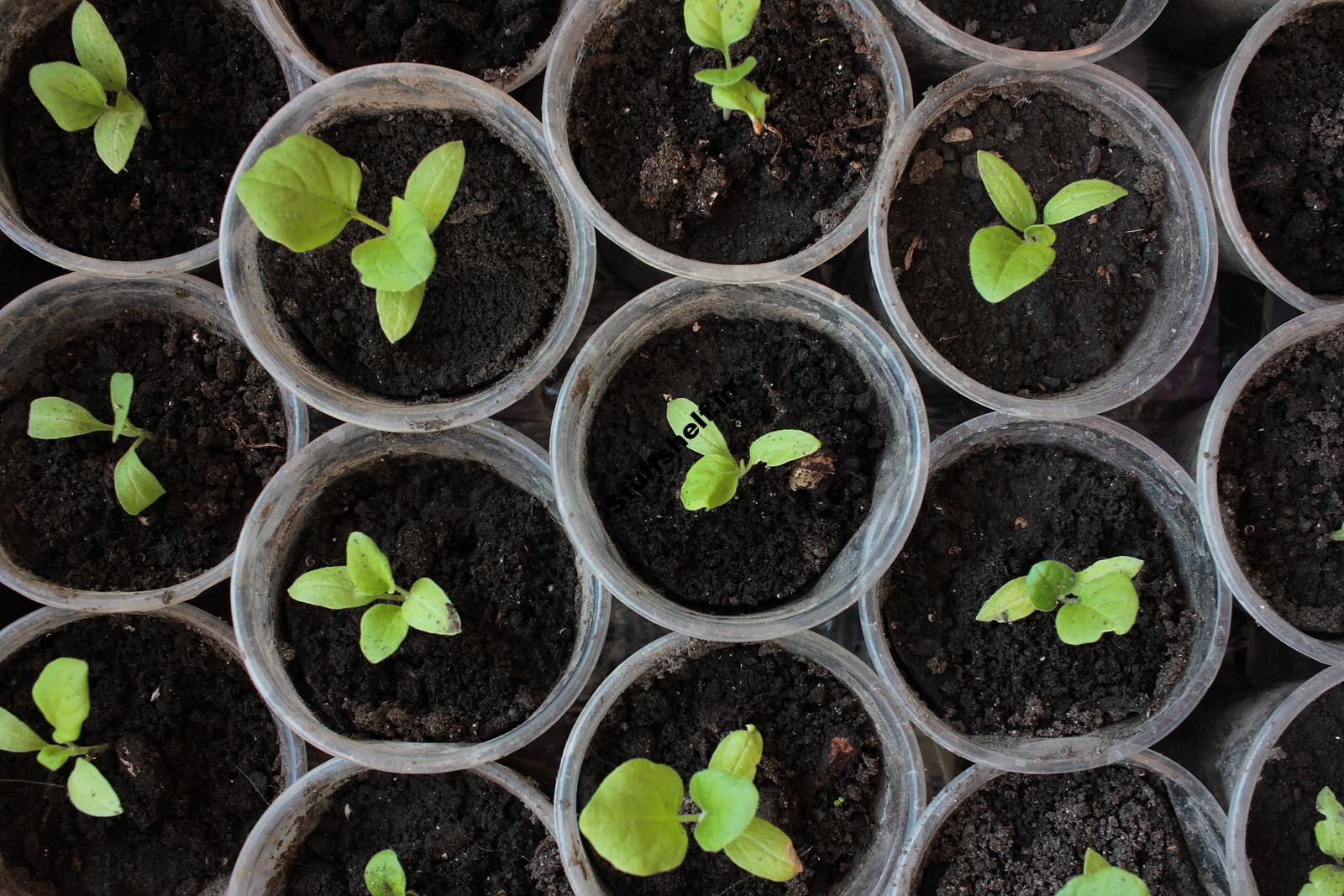 When to Plant Eggplant – Harvest to Table