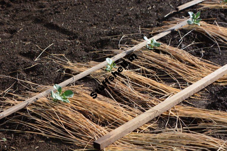 When to Plant Broad Bean Fava Beans