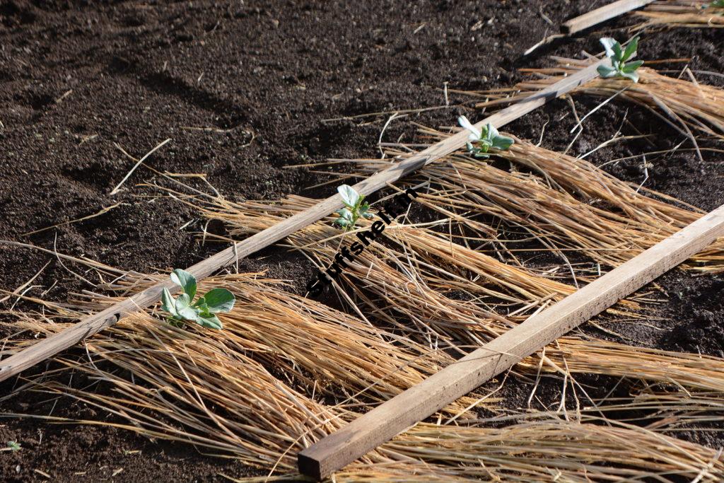 When to Plant Broad Bean Fava Beans