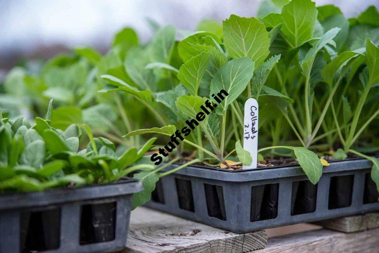 When to Plant Collards Harvest to Table