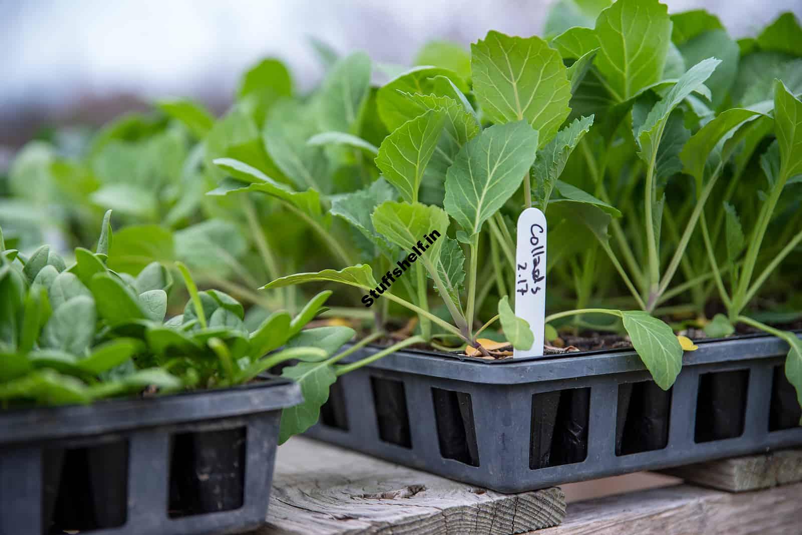 When to Plant Collards Harvest to Table