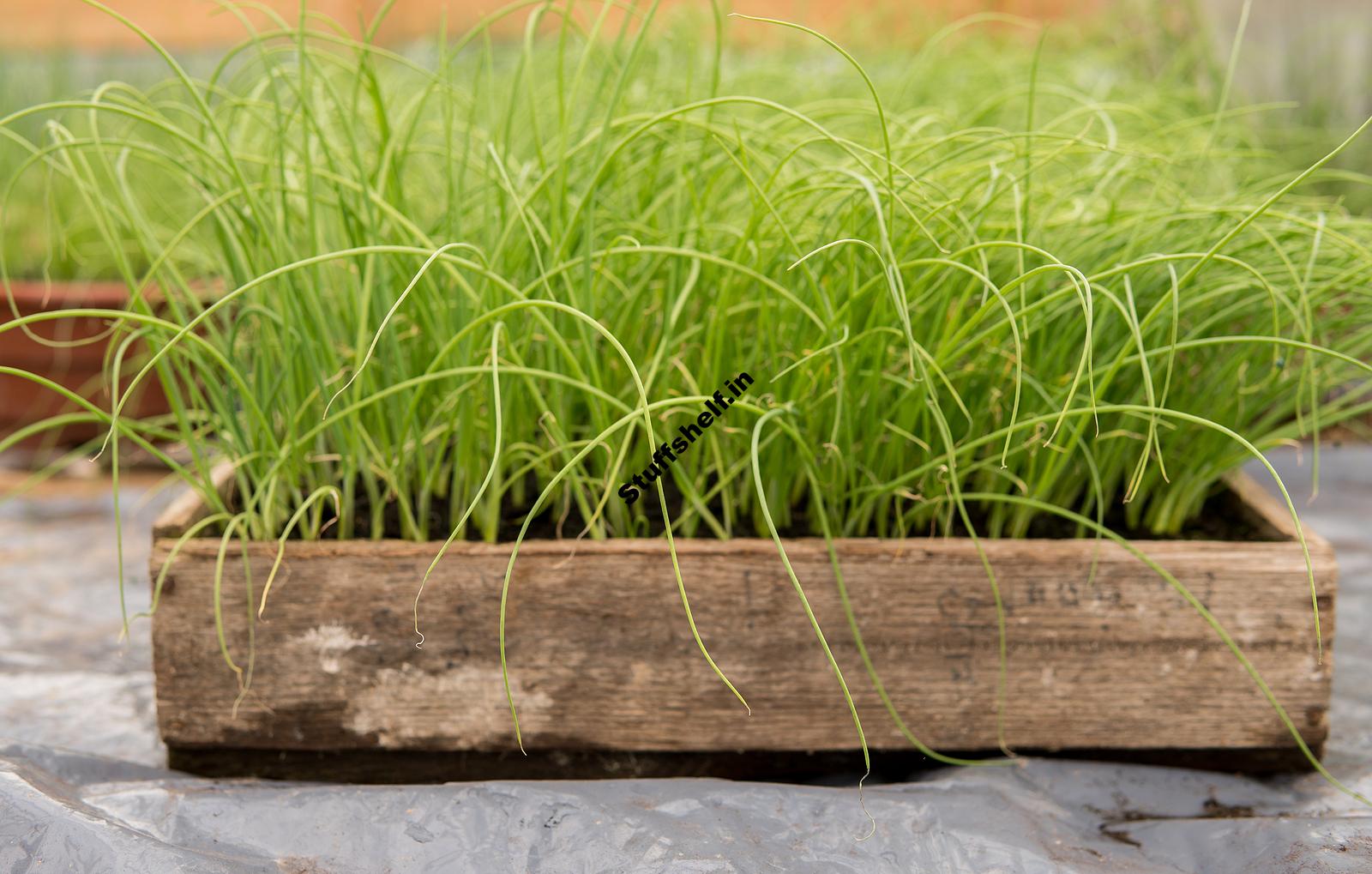 When to Plant Leeks Harvest to Table