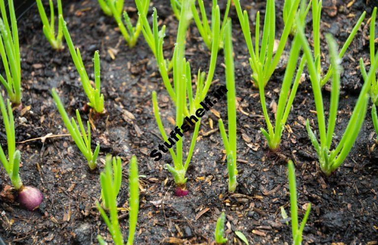 When to Plant Shallots Harvest to Table