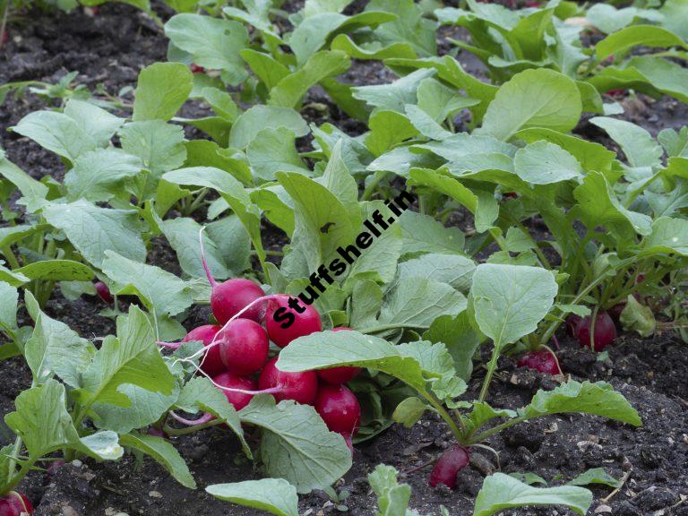 When to Plant Radishes Harvest to Table