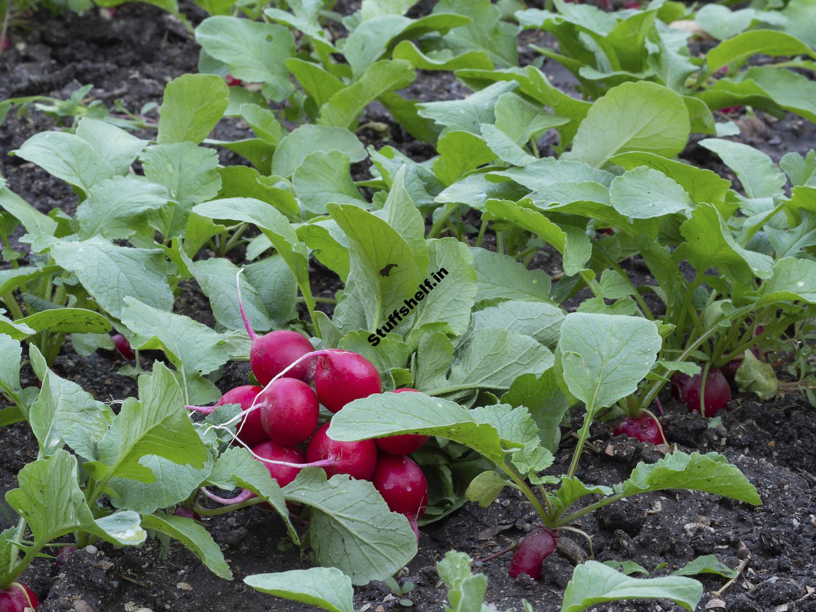 When to Plant Radishes Harvest to Table