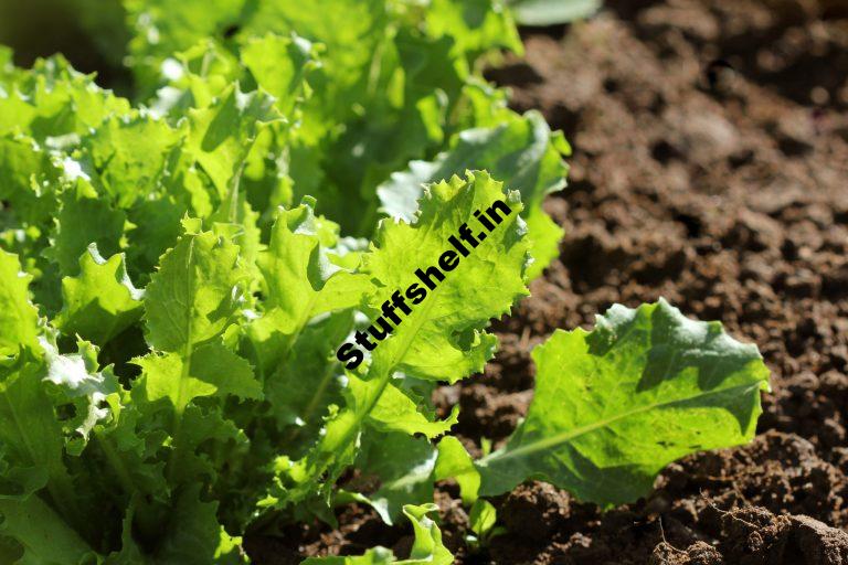 When to Plant Endive and Escarole