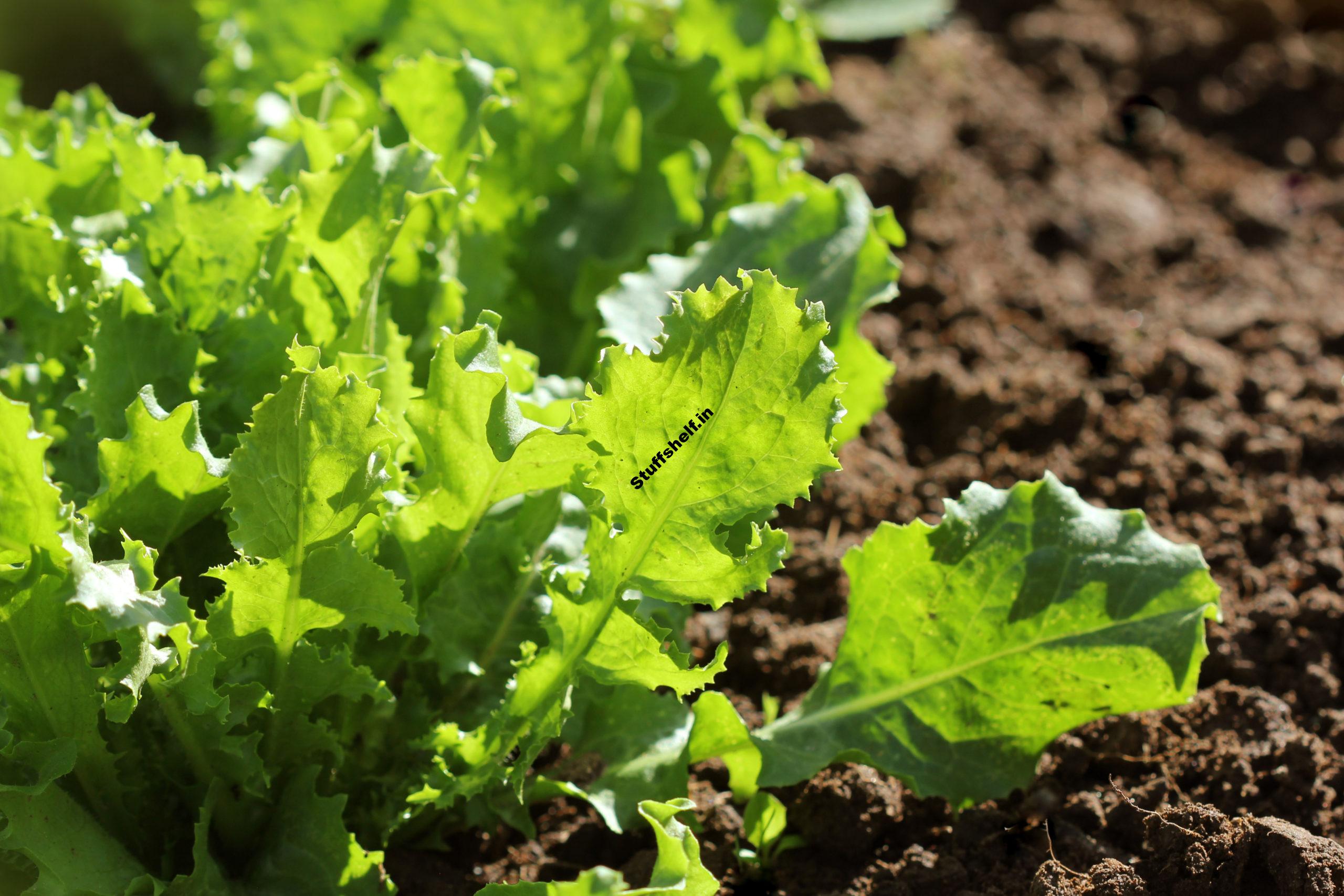 When to Plant Endive and Escarole