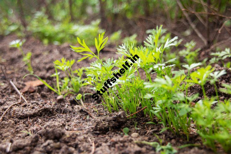 When to Plant Parsley Harvest to Table