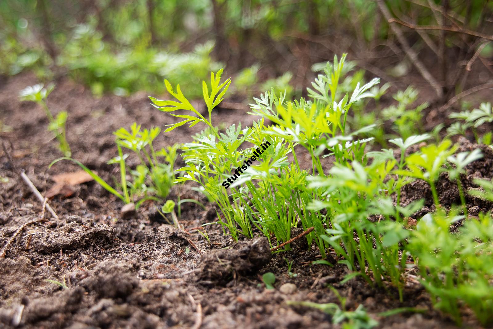 When to Plant Parsley Harvest to Table