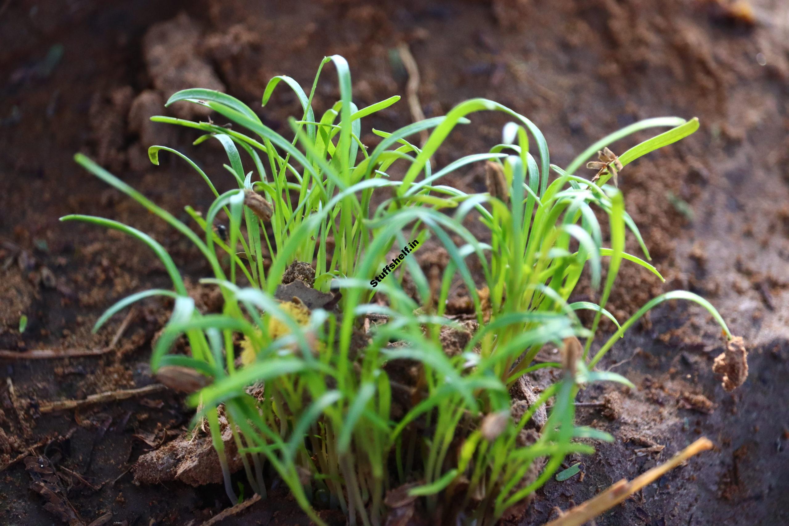 When to Plant Florence Fennel