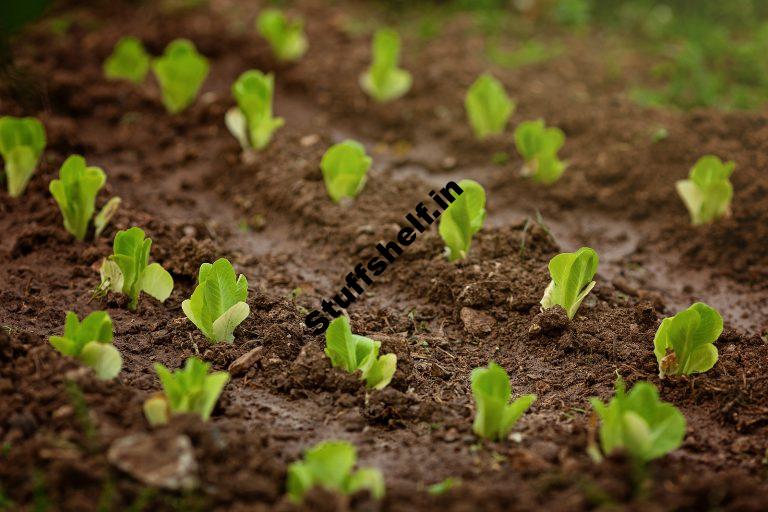 When to Plant Lettuce Harvest to Table