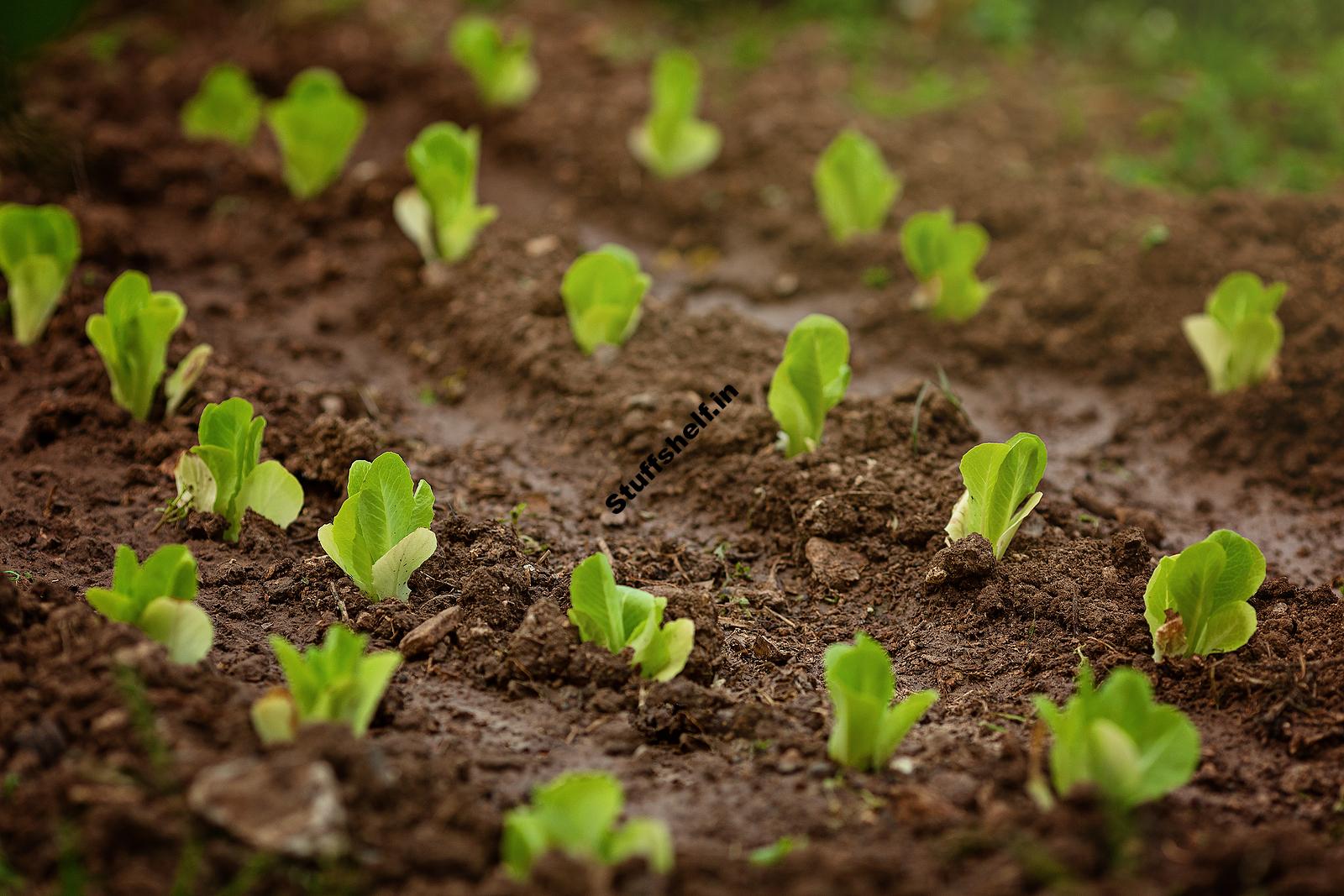 When to Plant Lettuce – Harvest to Table