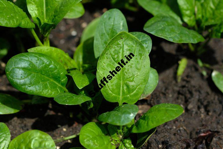 When to Plant Spinach Harvest to Table