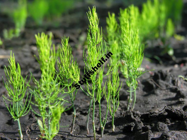 When to Plant Asparagus Harvest to Table