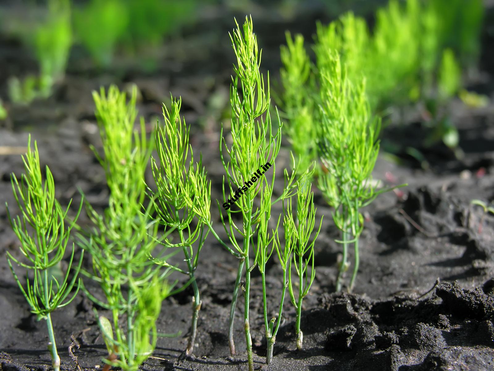 When to Plant Asparagus – Harvest to Table