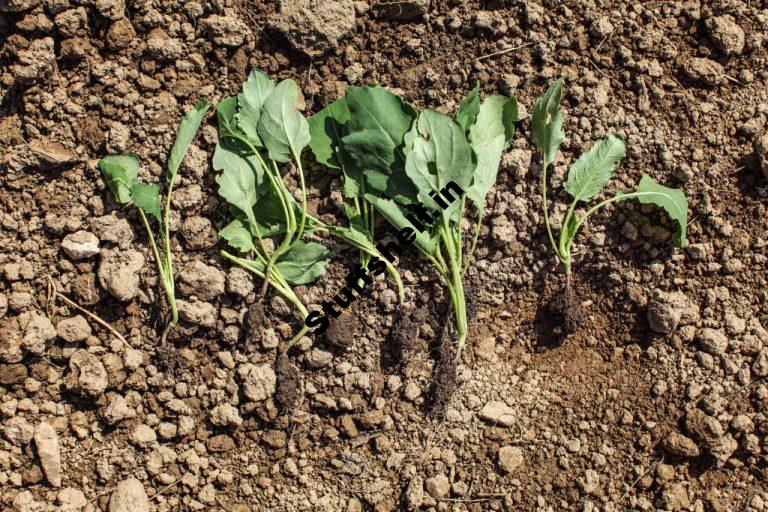 When to Plant Rutabaga Harvest to Table