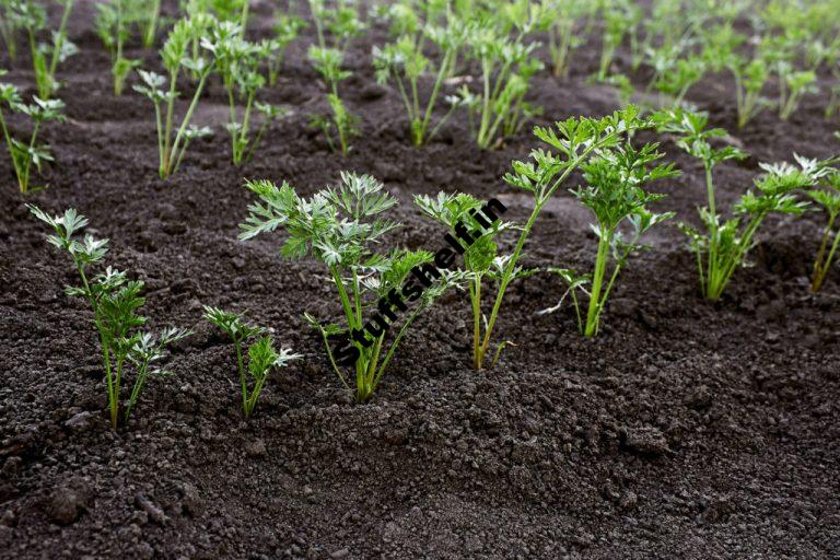 When to Plant Carrots Harvest to Table