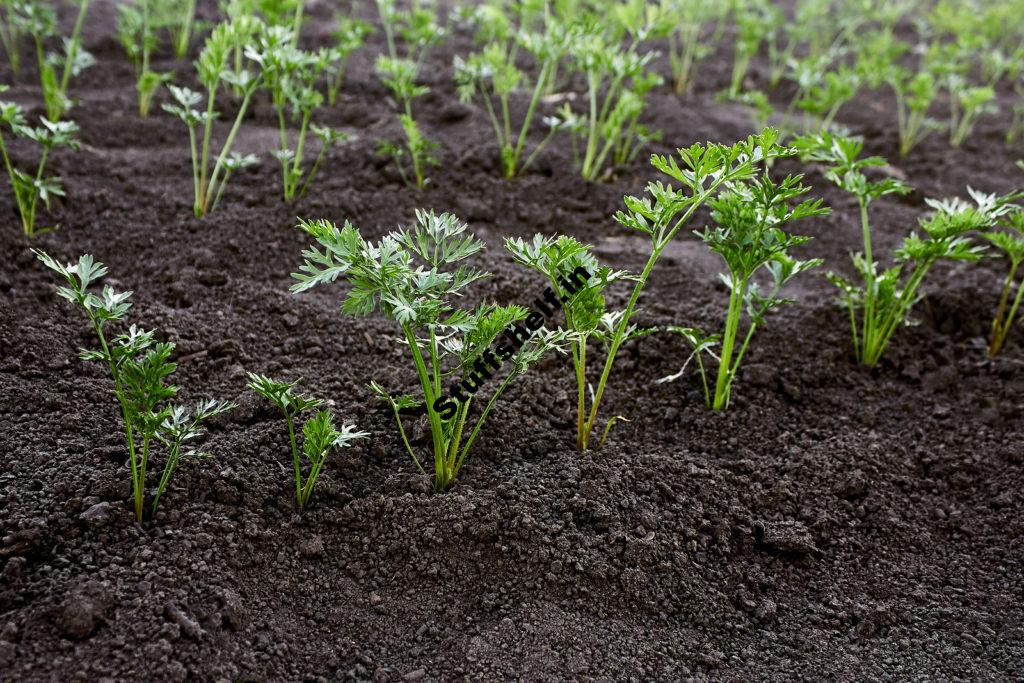 When to Plant Carrots Harvest to Table