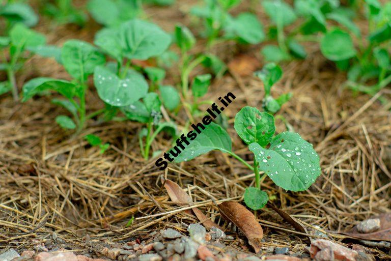 When to Plant Broccoli Harvest to Table