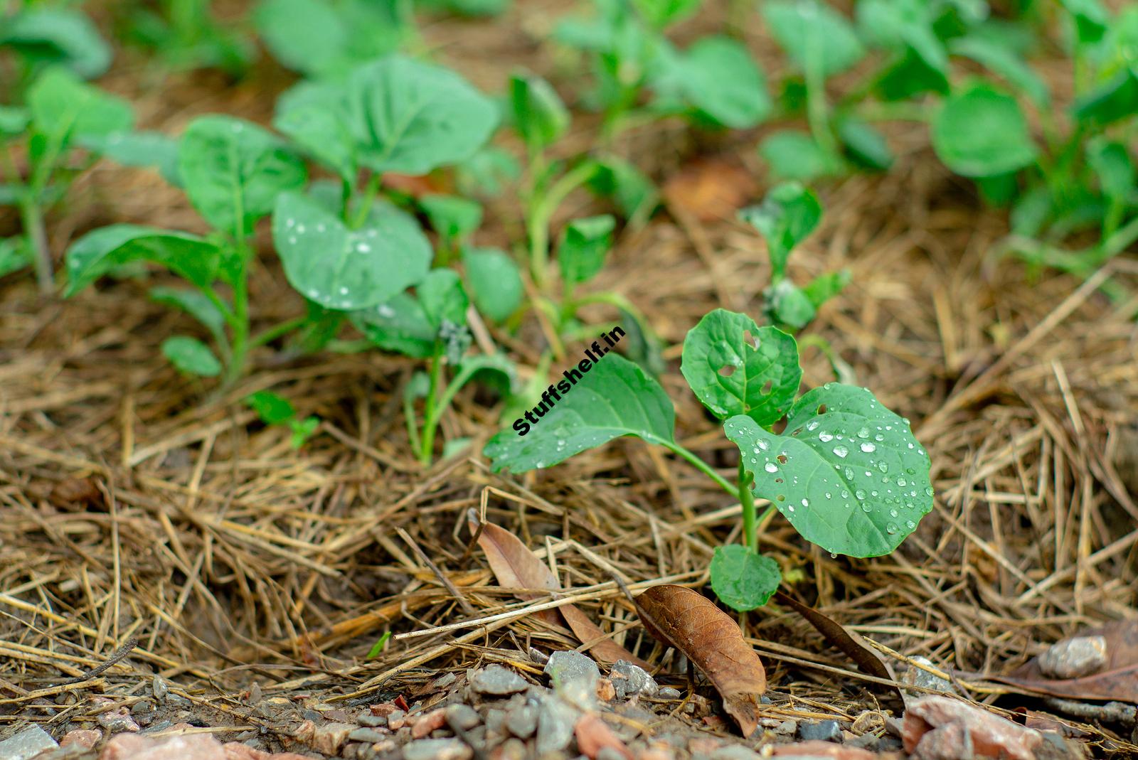 When to Plant Broccoli Harvest to Table