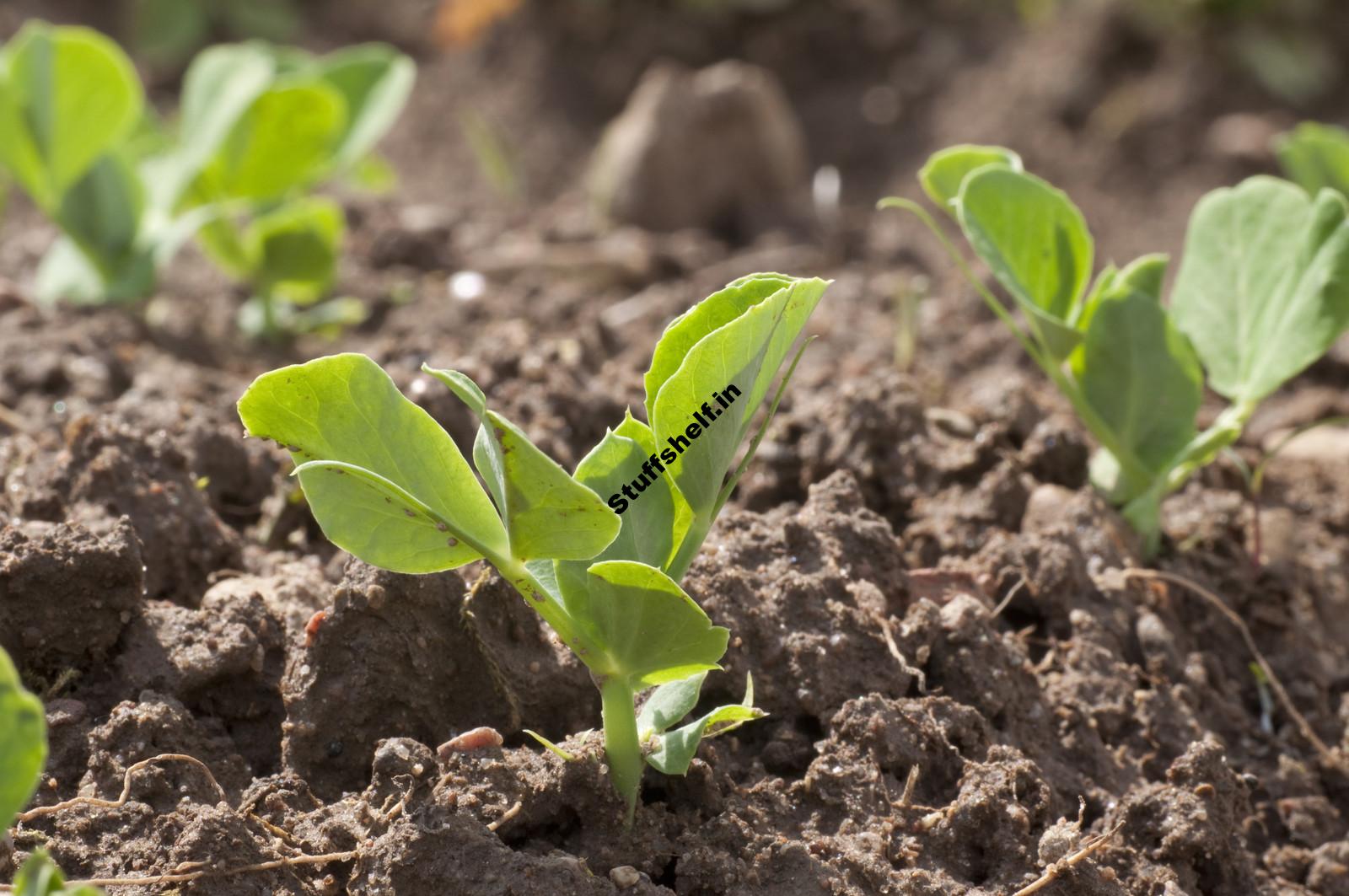 When to Plant Garden Peas