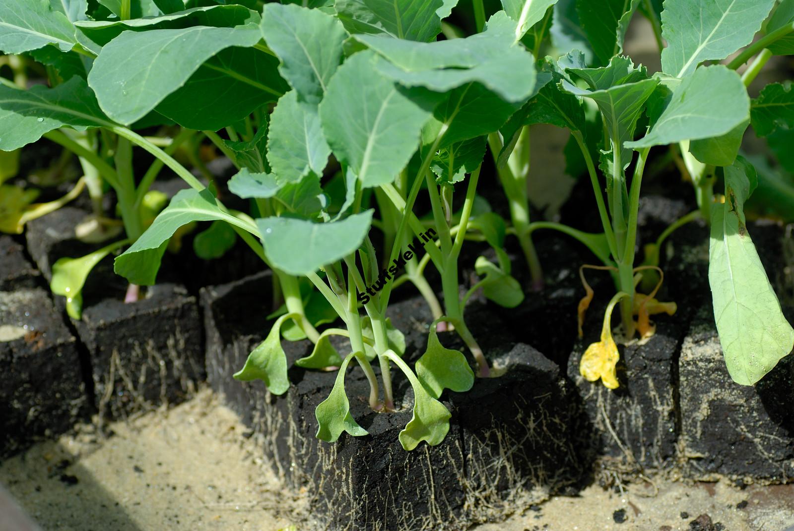 When to Plant Cabbage Harvest to Table