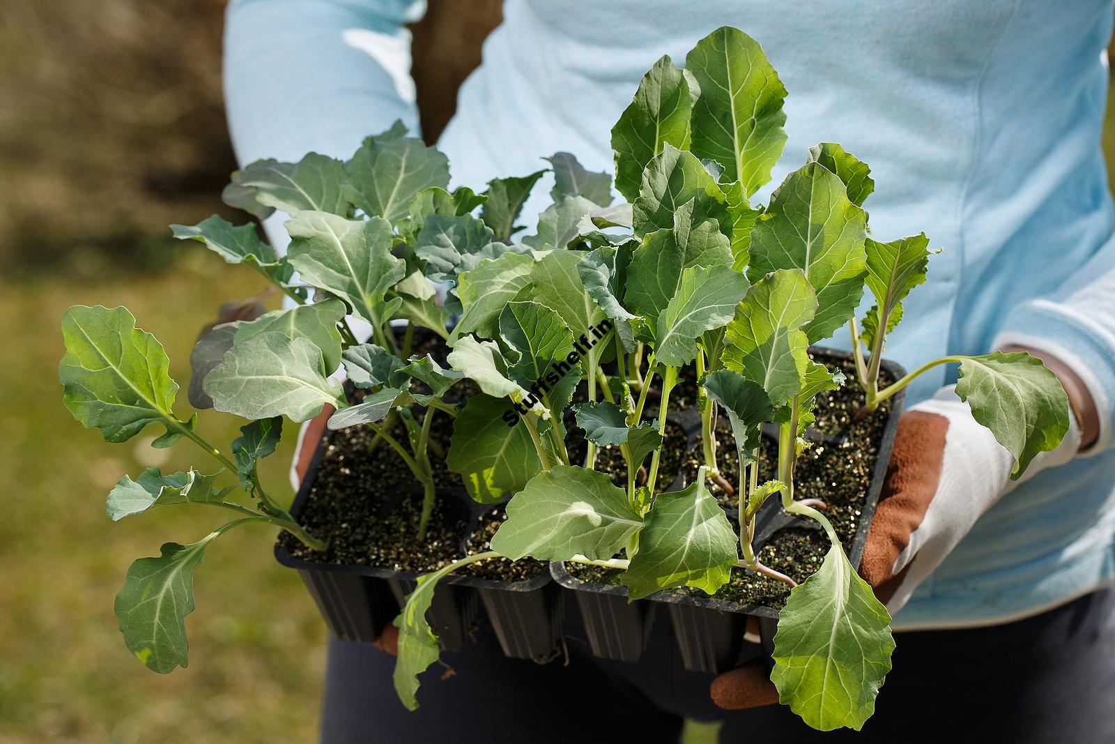 When to Plant Cauliflower Harvest to Table