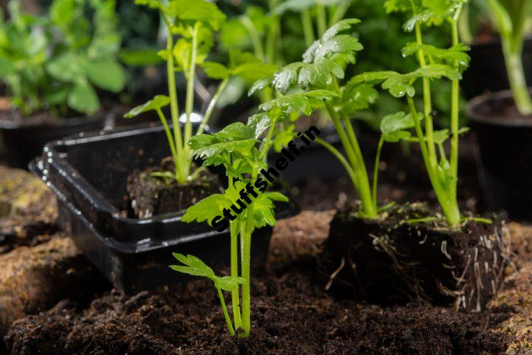 When to Plant Celery Harvest to Table