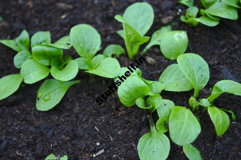 When to Plant Corn Salad