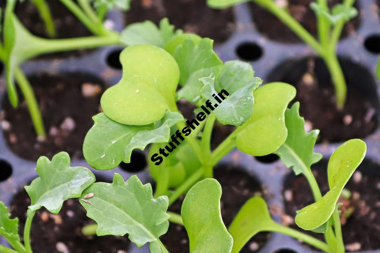 When to Plant Kale Harvest to Table